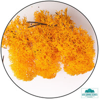 Thumbnail for Geek Gaming: Lichen - Reindeer Moss (Icelandic Moss) - Orange